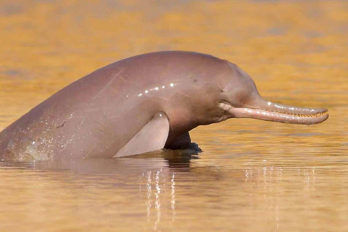 150+ Interesting facts about India: History, Science, and Culture | Business Viewpoint Magazine