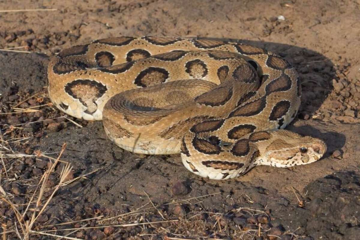 150+ Interesting facts about India: History, Science, and Culture | Business Viewpoint Magazine