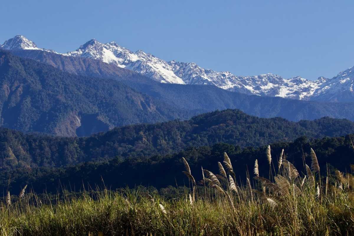 Top 10 Largest Forest in India: Ranked by Scale and Significance | Business Viewpoint Magazine