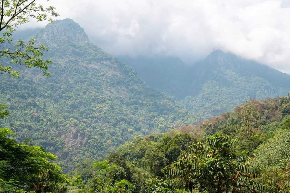 Top 10 Largest Forest in India: Ranked by Scale and Significance | Business Viewpoint Magazine