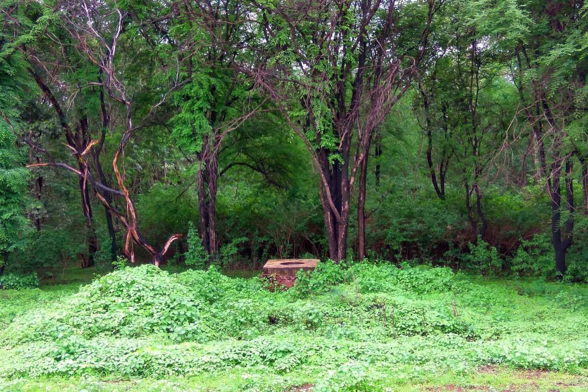 Top 10 Largest Forest in India: Ranked by Scale and Significance | Business Viewpoint Magazine