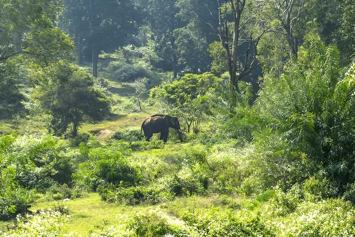 Top 10 Largest Forest in India: Ranked by Scale and Significance | Business Viewpoint Magazine