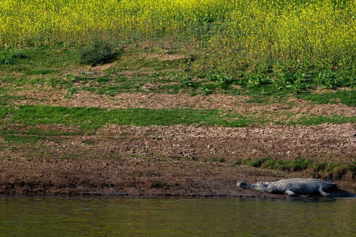 Top 10 Largest Forest in India: Ranked by Scale and Significance | Business Viewpoint Magazine