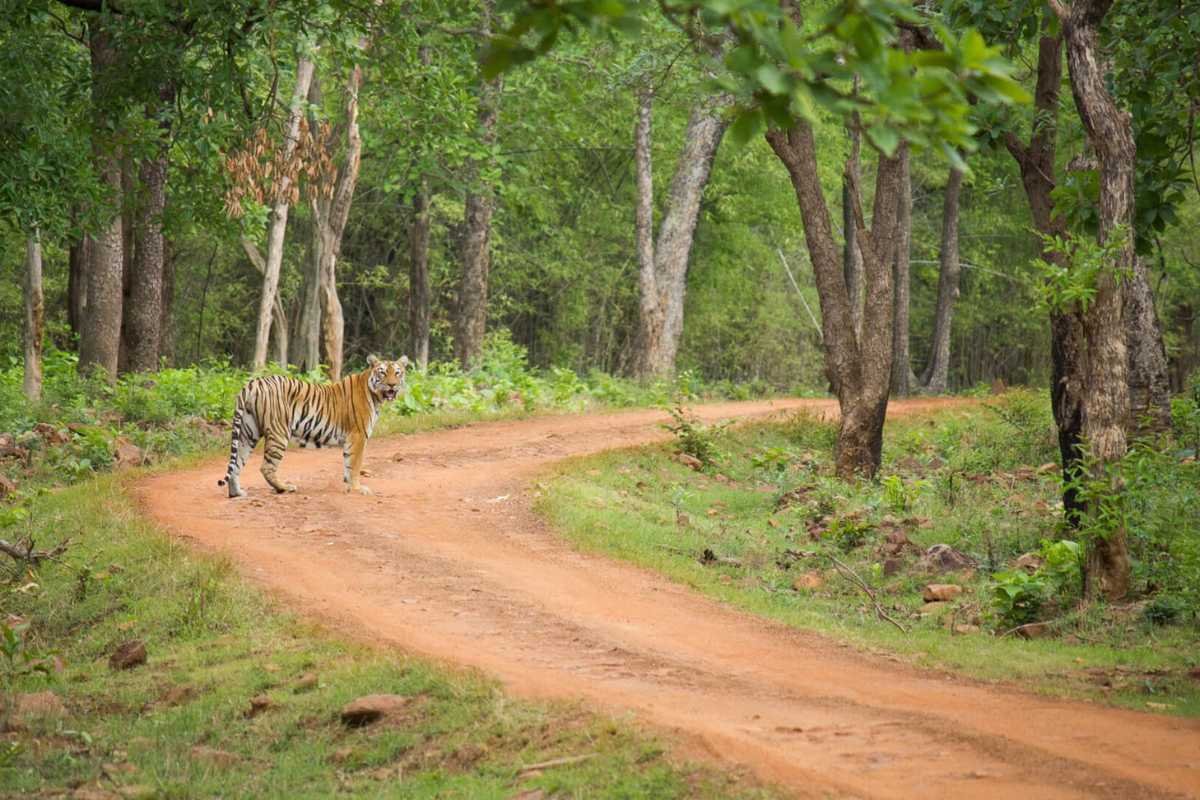 Top 10 Largest Forest in India: Ranked by Scale and Significance | Business Viewpoint Magazine