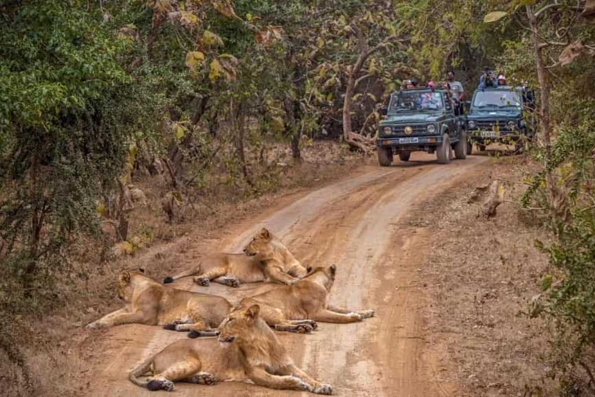 Top 10 Largest Forest in India: Ranked by Scale and Significance | Business Viewpoint Magazine