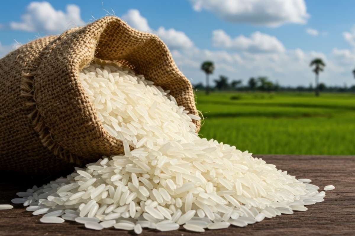 Do You Know Which State Leads the Highest Production of Rice in India in 2026? Find Out Now