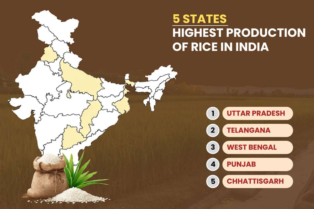 5 States with the Highest Production of Rice in India | Business Viewpoint Magazine