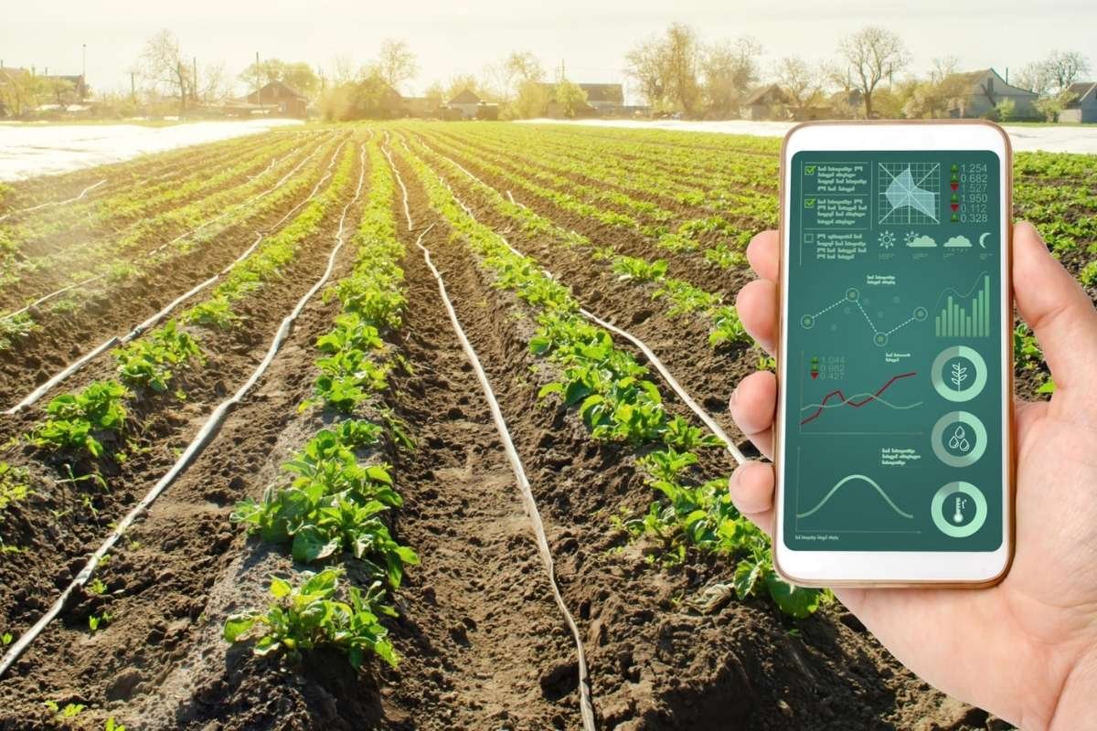 5 States with the Highest Production of Rice in India | Business Viewpoint Magazine